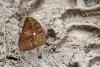 354310 – Photo : Lionel Casset – Gabon